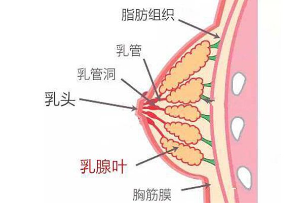 哺乳期<a href='http://www.lipinhuishou123.com/a/rx/jie/' target='_blank'><u>乳腺結節</u></a>
